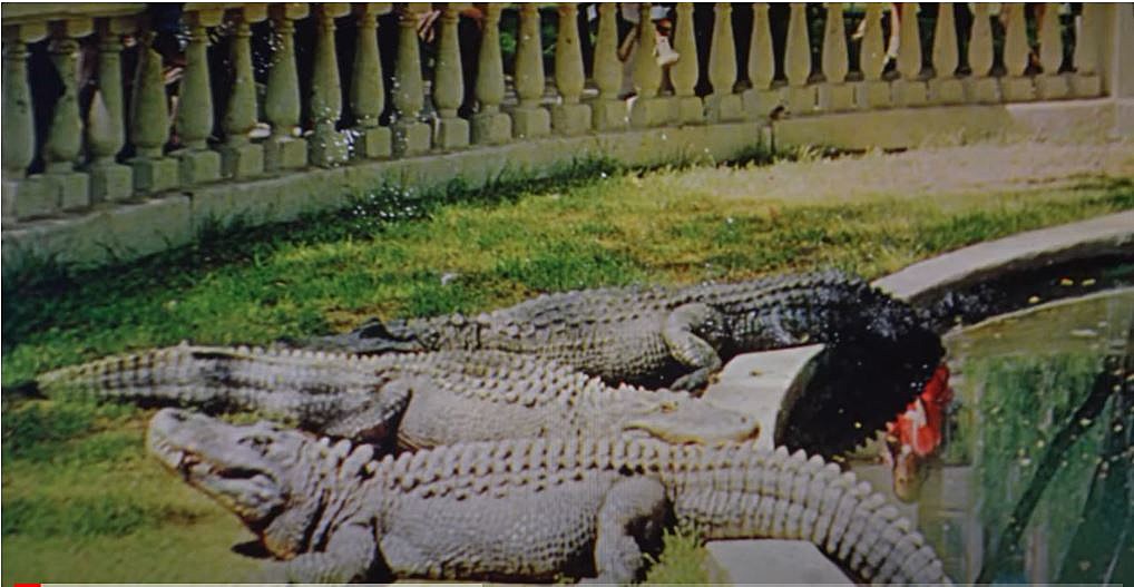 Why Alligators Are Part of the Chuco Relic Logo: A Dive into El Paso’s Unique History